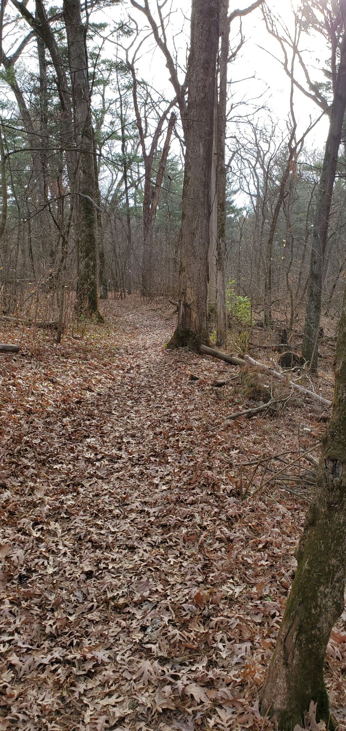 White Pines Forest State Park 